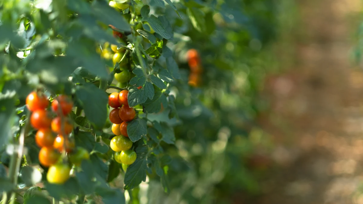 Des grappes de tomates sur leurs plants