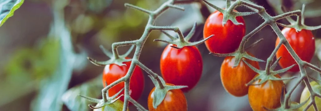 Des tomates fraîches sur leurs plants