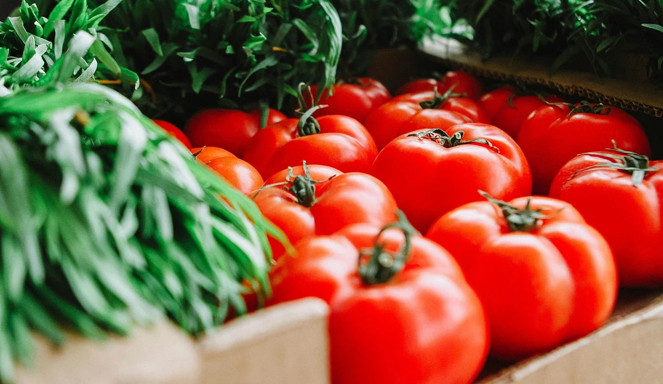 Des tomates rouges fraîches avec leur feuillage