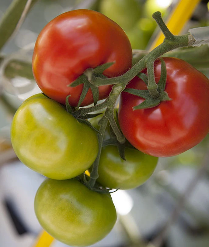 Tomates Pommd’or en grappe à différents stades de maturité