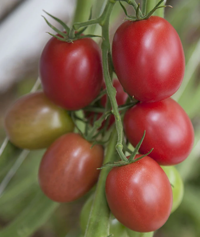 Tomates Séduction roses sur leur plant